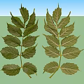 Fresh Green Plant Leaves With Detailed Vein Patterns And Stem Structure