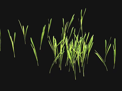 Green Fresh Grass Leaves With Different Lengths And Shapes Against Black Background 3d model