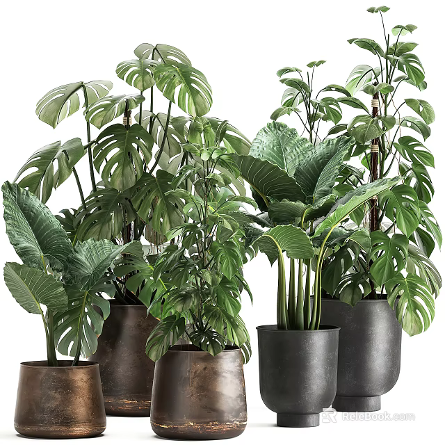 Indoor Potted Plants With Various Green Leaves And Decorative Planters 3d model 
