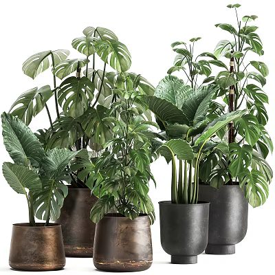 Indoor Potted Plants With Various Green Leaves And Decorative Planters 3d model