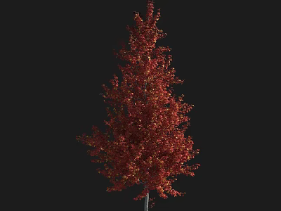 Tall Red Foliage Arbor with Elegant Canopy and Dark Background 3d model