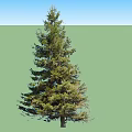 Tall Evergreen Arbor with Lush Green Branches and Dense Foliage in Natural Upright Growth Shape