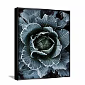 Botanical Painting of Frost Cabbage with Dark Green Leaves White Frosty Edges in Dark Frame
