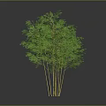 Lush Green Bamboo Plant With Yellow Culms And Multiple Stems On Gray Background 3d model