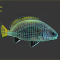 Vibrant Fish With Yellow Fins And Shimmering Blue Green Scales On Gray Background
