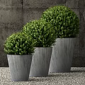 Multiple Lush Round Shaped Bonsai Potted Plants in Gray Concrete Pots With Dense Green Leaves