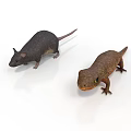 Dark Colored Mouse And Brown Lizard With Green Eyes On White Background