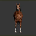 Brown Horse with Black Mane and White Hooves Standing on Gray Background with Reflection