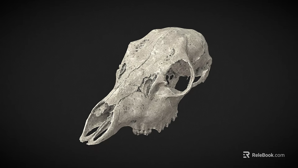 Detailed Animal Skull With Natural Texture And Anatomical Features On Dark Background 3d model 