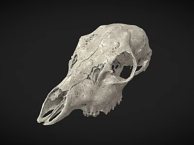 Detailed Animal Skull With Natural Texture And Anatomical Features On Dark Background 3d model