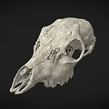 Detailed Animal Skull With Natural Texture And Anatomical Features On Dark Background