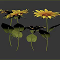 Group of Yellow Flowers With Green Leaves On Dark Background Surface
