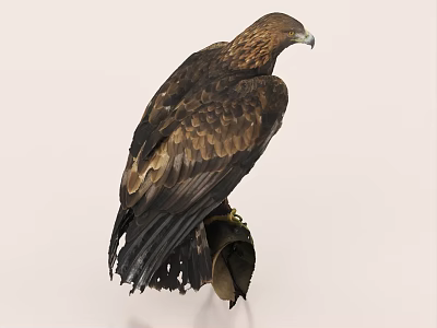 Majestic Eagle Perched On Perch With Brown And Golden Feathers Against Light Background 3d model