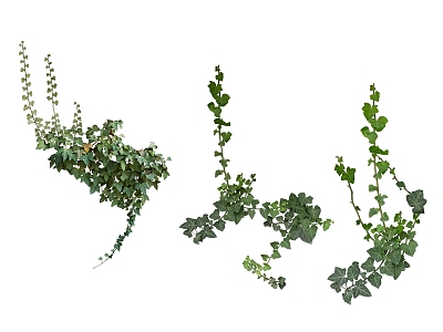 green plant vine 3d model