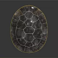 Turtle Displaying Detailed Shell With Dark Surface White Patterns And Yellow Underside