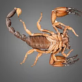 Dark Brown Scorpion With Orange Pincers And Curved Tail On Gray Background