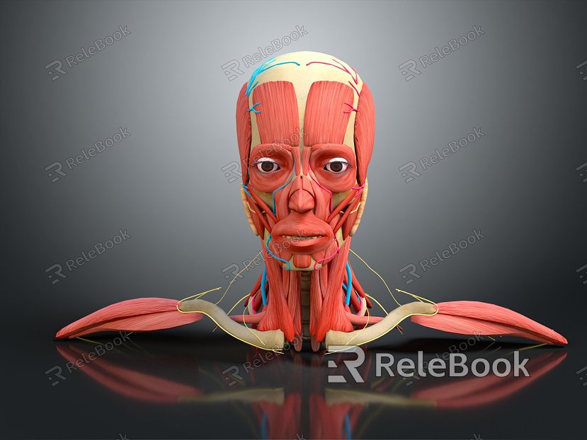 Modern Head Muscles Facial Muscles Facial Muscles Human Muscles model