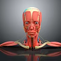 Professional 3D Medical Device Human Muscle Anatomical Teaching Model with Detailed Structure