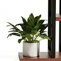 Indoor Decorative Potted Plants Display On Multi Tiered Shelf With Green Leaves And Various Pots