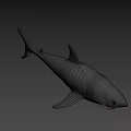 Detailed Realistic Grey Shark Model With Open Mouth And Sharp Teeth