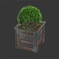 Vibrant Green Round Plant Planted In Wooden Box Planter With Lush Leaves