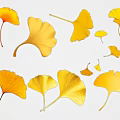 Yellow Ginkgo Leaves With Various Shapes And Scattered Arrangement On White Background