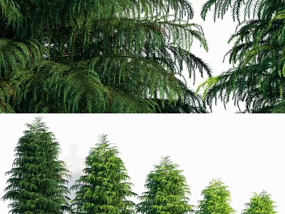 Tall Evergreen Trees With Lush Green Foliage And Different Heights 3d model