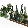 Assorted Cactus And Succulent Bonsai Plants In Decorative Pots With Stones