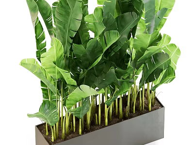 Large Potted Plant With Green Tropical Leaves In Long Rectangular Gray Planter 3d model