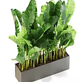 Large Potted Plant With Green Tropical Leaves In Long Rectangular Gray Planter