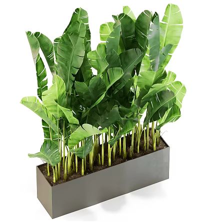 Large Potted Plant With Green Tropical Leaves In Long Rectangular Gray Planter 3d model