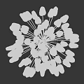 White Vase Holding Fluffy Pampas Grass Flowers On Clean White Background