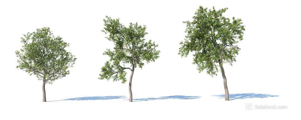 Three Arbor Trees With Green Leaves Trunks And Shadows On White Background 3d model