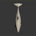 White Whale Sculpture Model With Smooth Surface And Dark Background 3d model