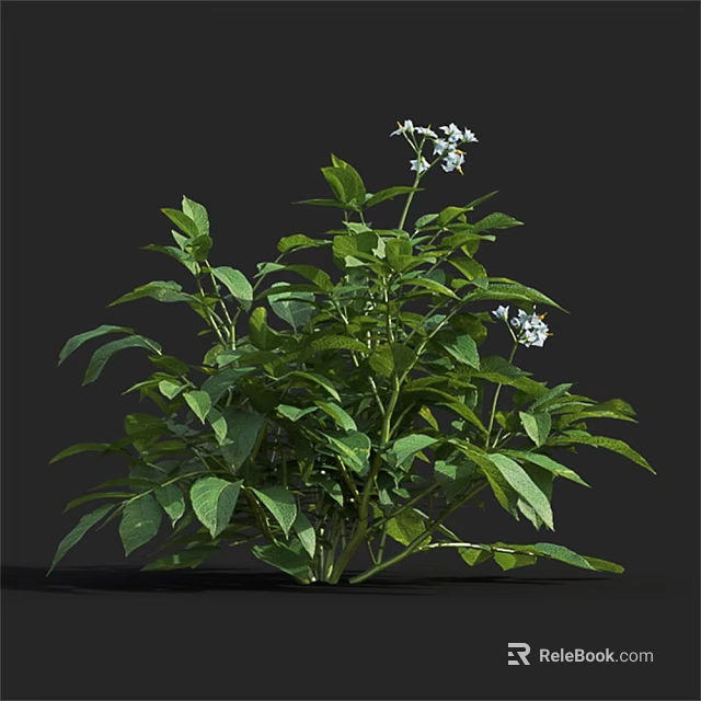 Lush Green Plant With Dense Fresh Leaves And Beautiful White Flowers In Garden 3d model 