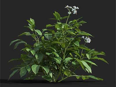 Lush Green Plant With Dense Fresh Leaves And Beautiful White Flowers In Garden 3d model