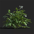 Lush Green Plant With Dense Fresh Leaves And Beautiful White Flowers In Garden