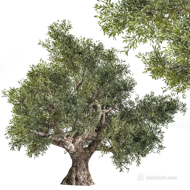 Healthy Evergreen Tree With Lush Green Foliage And Sturdy Branchy Trunk 3d model 