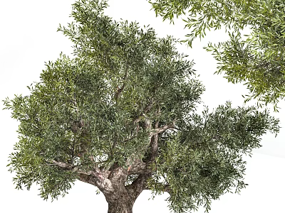Healthy Evergreen Tree With Lush Green Foliage And Sturdy Branchy Trunk 3d model