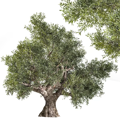 Healthy Evergreen Tree With Lush Green Foliage And Sturdy Branchy Trunk 3d model