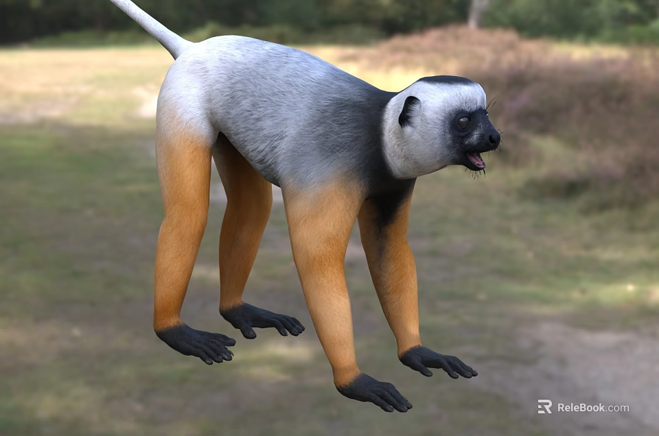 Gray White Monkey With Orange Belly Legs Black Face Paws Standing Outdoor Ground Grass Trees 3d model 