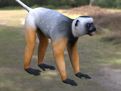 Gray White Monkey With Orange Belly Legs Black Face Paws Standing Outdoor Ground Grass Trees 3d model