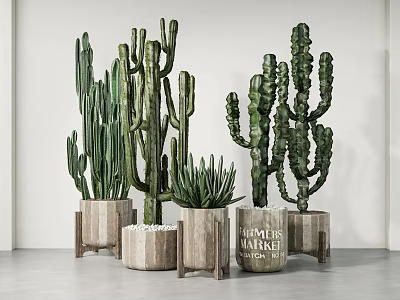 Various Cactus Potted Plants in Natural Wooden Pots on White Background 3d model