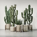 Various Cactus Potted Plants in Natural Wooden Pots on White Background