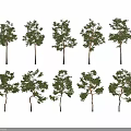 Various Trees with Different Canopy Shapes and Lush Green Foliage 3d model