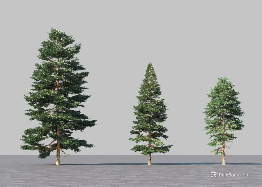 Three Coniferous Arbor Trees of Different Sizes Standing on Paved Ground Against Gray Background 3d model 