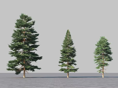 Three Coniferous Arbor Trees of Different Sizes Standing on Paved Ground Against Gray Background 3d model