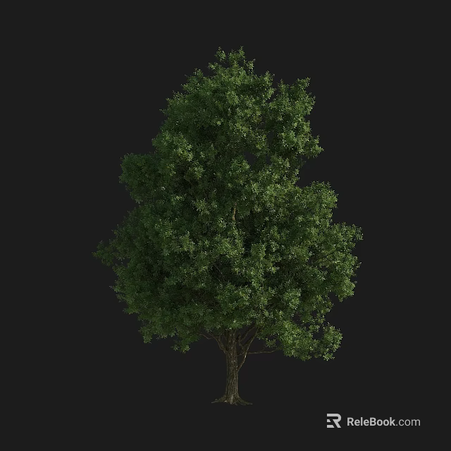 Tall Arbor Tree With Lush Green Foliage And Sturdy Trunk 3d model 