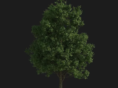 Tall Arbor Tree With Lush Green Foliage And Sturdy Trunk 3d model
