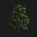 Tall Arbor Tree With Lush Green Foliage And Sturdy Trunk